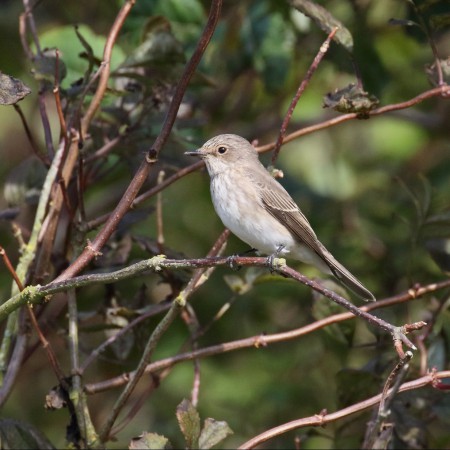 Grå flugsnappare Foto: Kerstin Martinsson